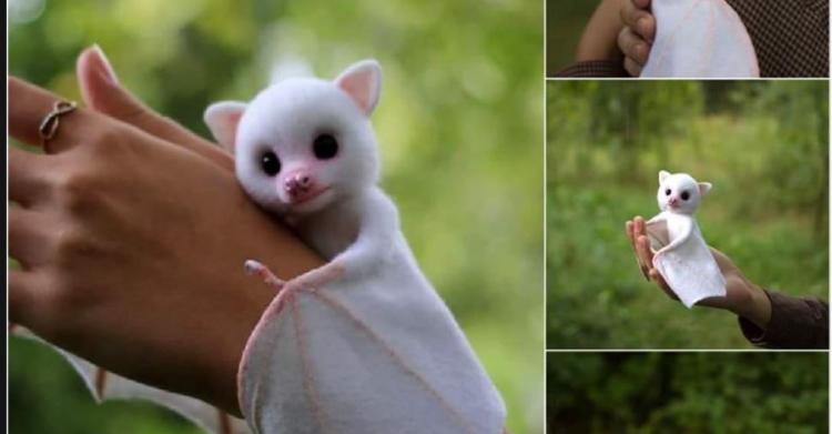 pipistrello bianco