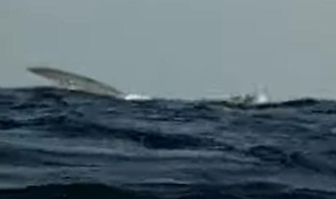 rotta balene mediterraneo