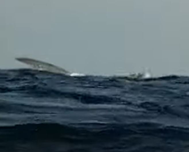 rotta balene mediterraneo