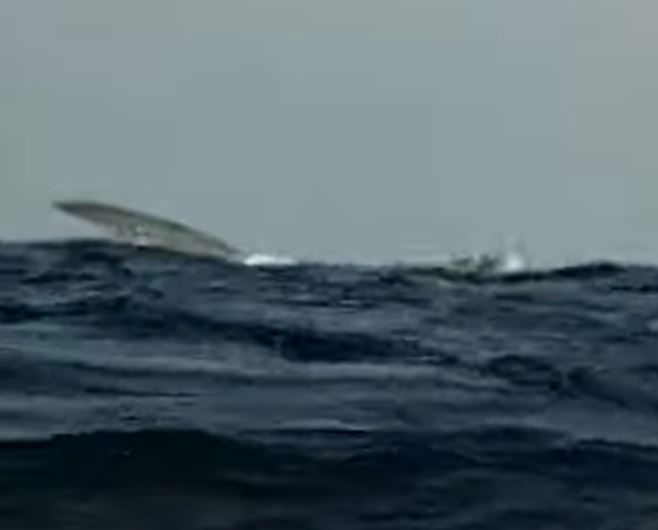 La rotta delle balene nel Mediterraneo tra Sicilia e Liguria article-post
