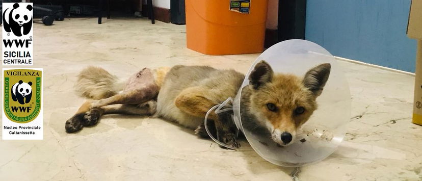 Il volpacchiotto di San Cataldo investito: prima e dopo la cura preview