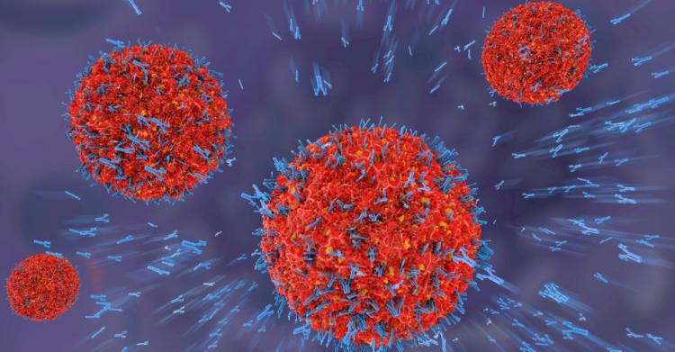 anticorpi coronavirus