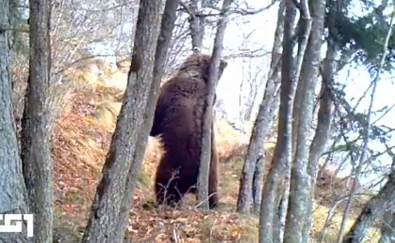 L’orso M49 si toglie il radiocollare e beffa ancora la Provincia di Trento preview