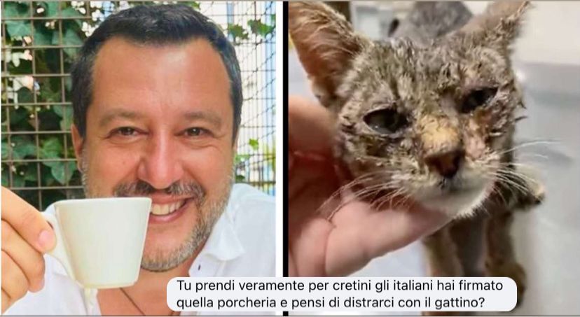 Salvini prova ad ammansire i suoi seguaci infuriati per il green pass con un gattino, ma gli va male article-post