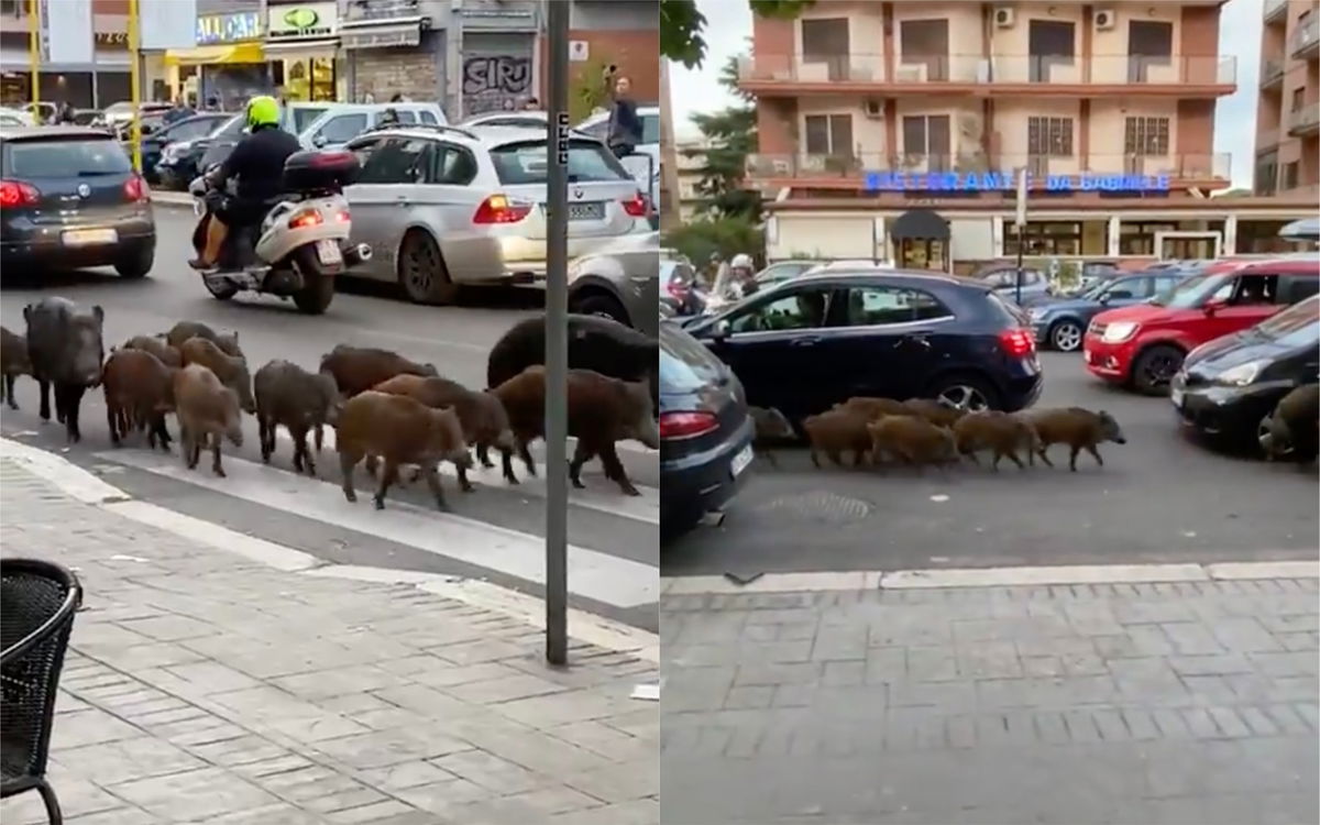 I cinghiali che passeggiano nel traffico romano, in pieno giorno | VIDEO article-post