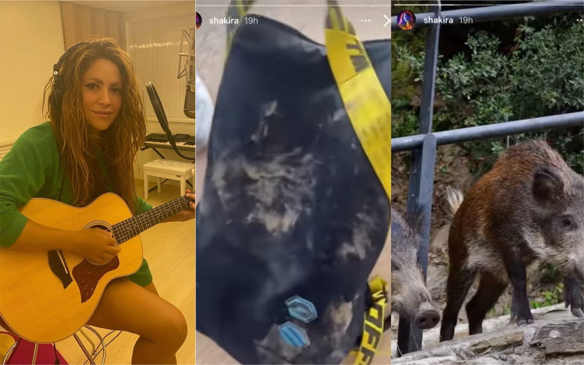 Shakira attaccata dai cinghiali: “Mi hanno distrutto la borsa” | VIDEO article-post