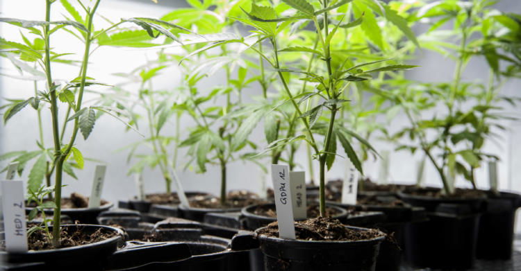 cannabis legale coltivazione