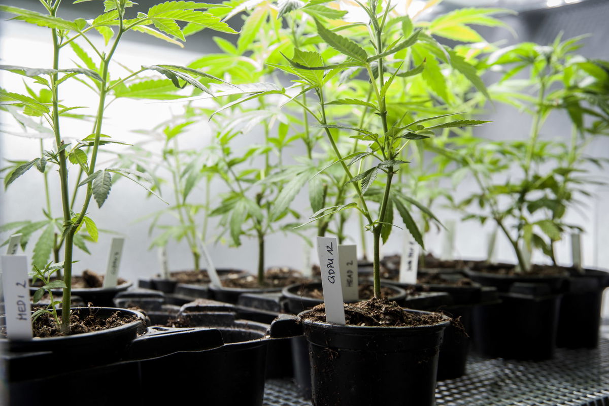 Legalizzazione Cannabis: perché non dobbiamo parlare solo della terapeutica article-post
