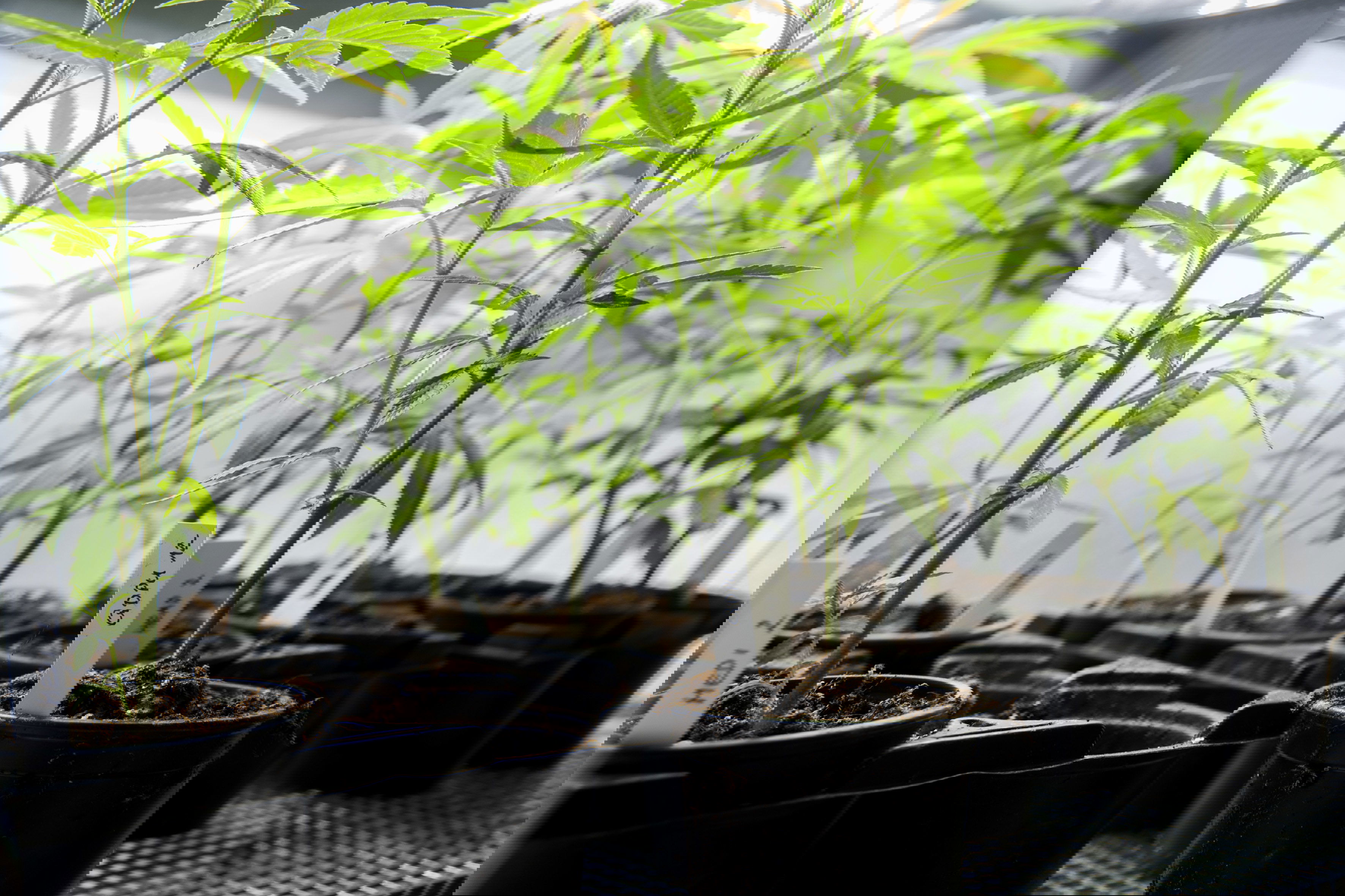 cannabis legale coltivazione