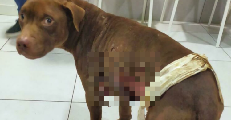 cane legato palo giugliano napoli francesco emilio borrelli consigliere