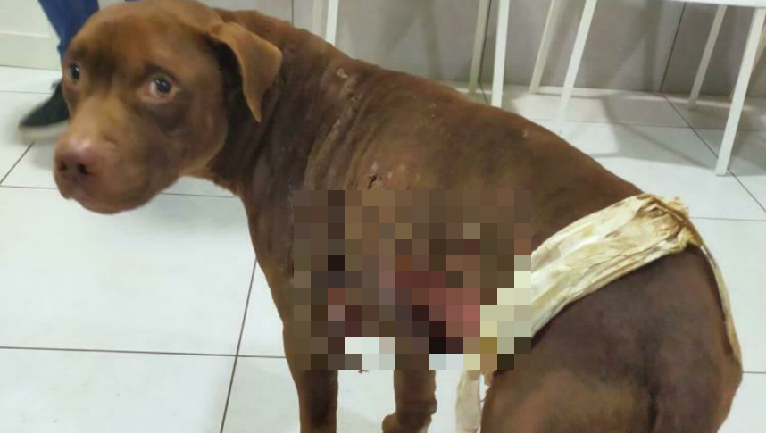 Il cane legato a un palo e dato alle fiamme nel Napoletano, salvo per miracolo article-post