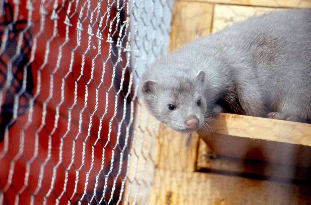 L’Italia dice basta agli allevamenti e all’uccisione di animali per le pellicce article-post