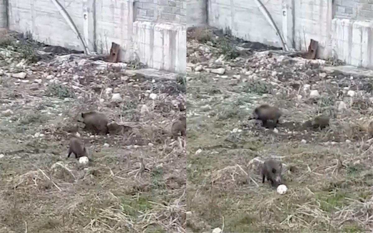 Le immagini dei cinghiali che “giocano” a pallone nel torrente Bisagno | VIDEO article-post