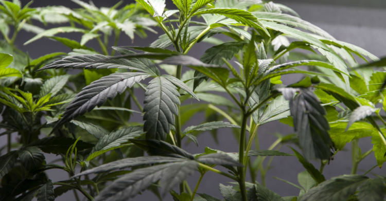 Referendum cannabis legale