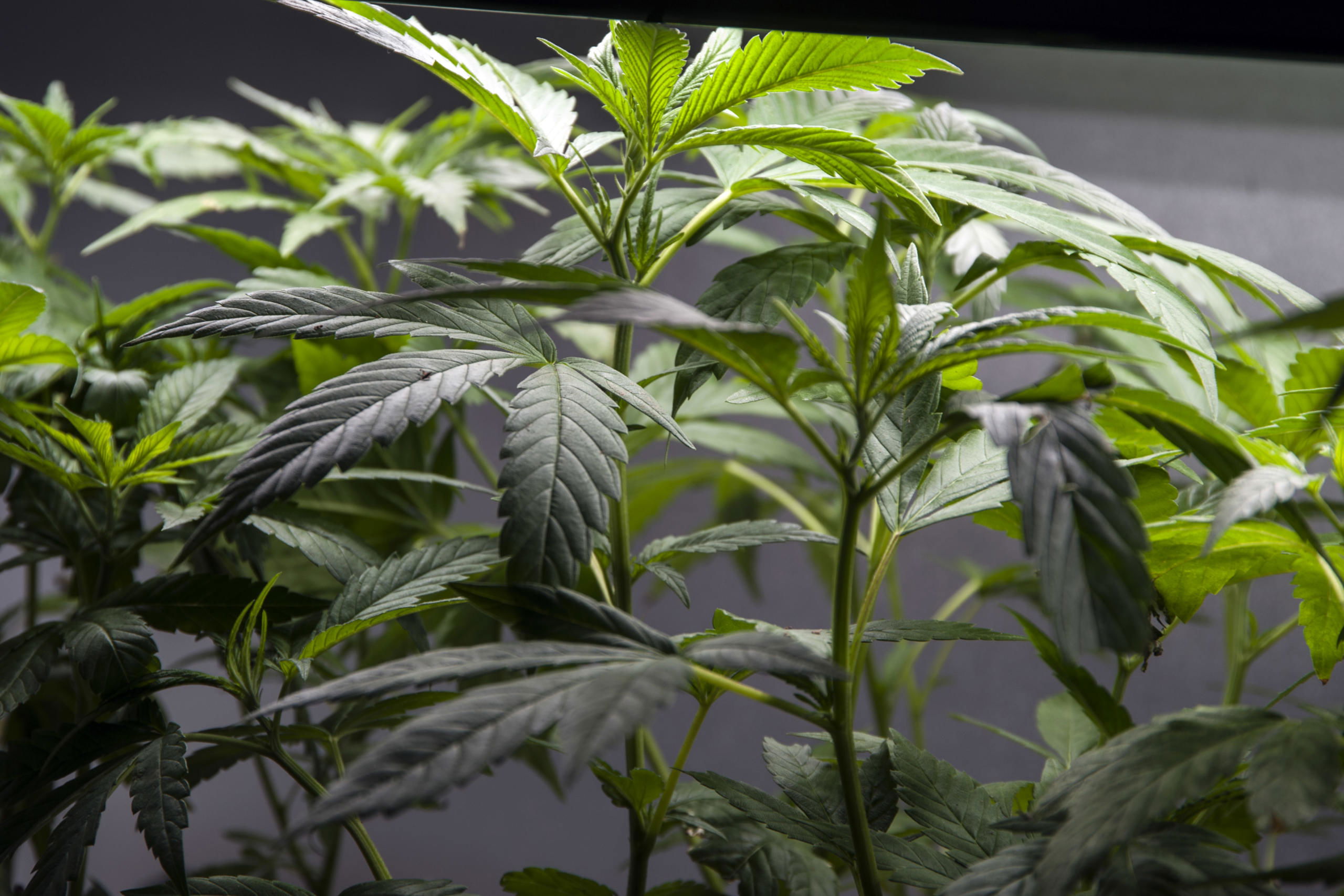 Referendum cannabis legale