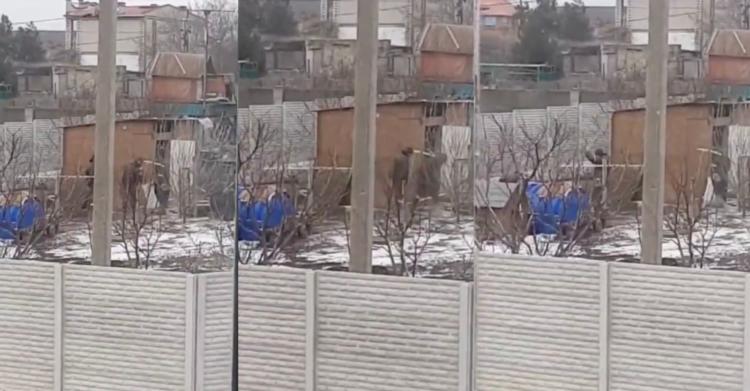 Militari russi rubano galline