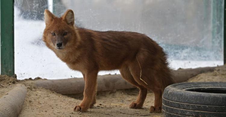 kharkiv-zoo-bombardato