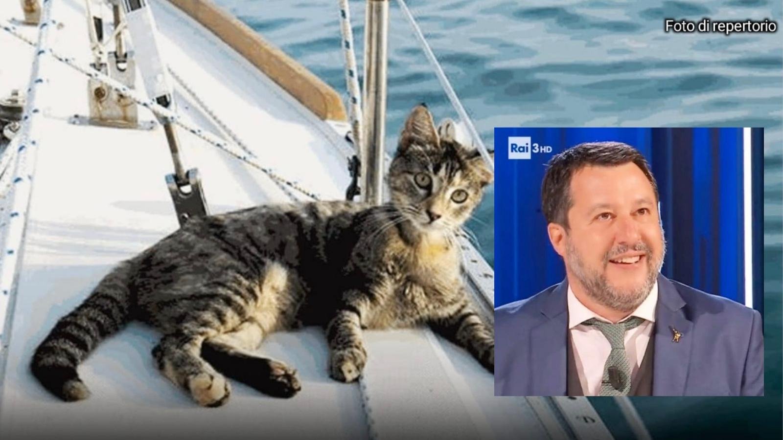 Salvini gatto Lampedusa