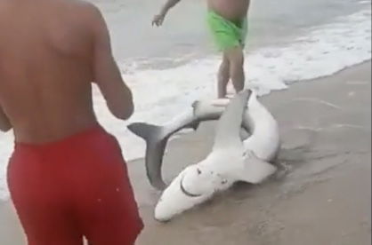 Fontanamare, trascinano uno squalo a riva per farsi i selfie | VIDEO article-post