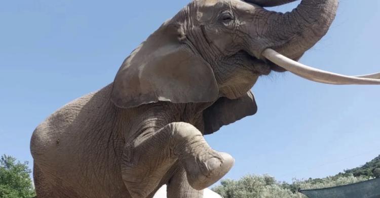 Donna aggredita da elefante