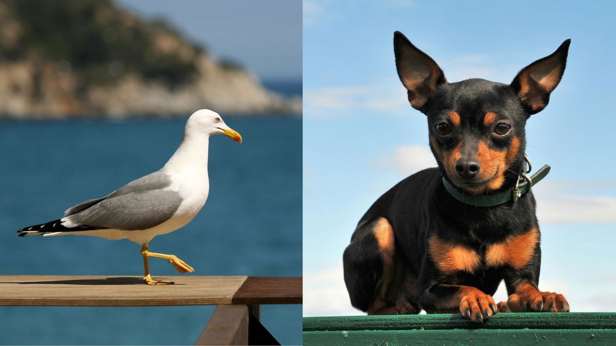 Il gabbiano che rapisce un cucciolo di cane article-post