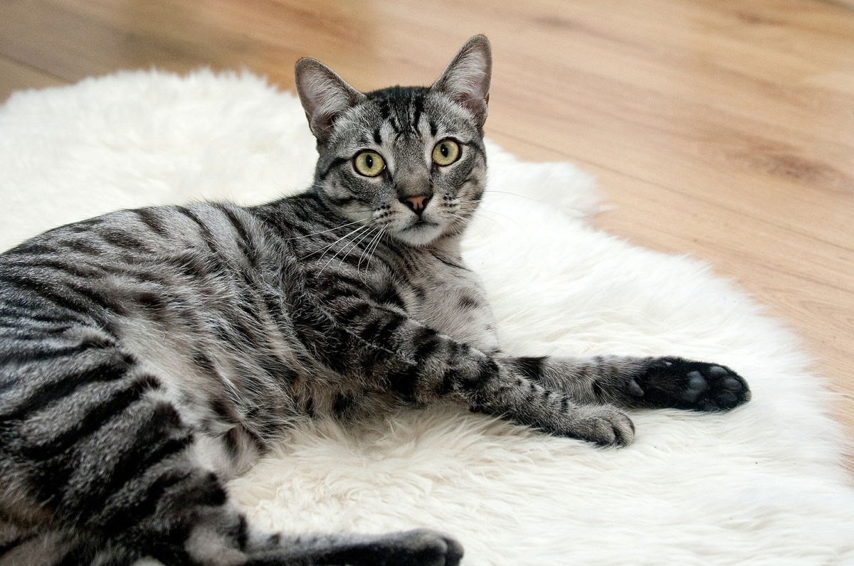 Lo studio sul gatto che (per primo) ha trasmesso il Covid a un essere umano article-post