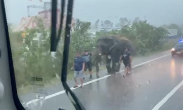 Il povero elefante terrorizzato dal temporale che scappa nel traffico della Romea | VIDEO