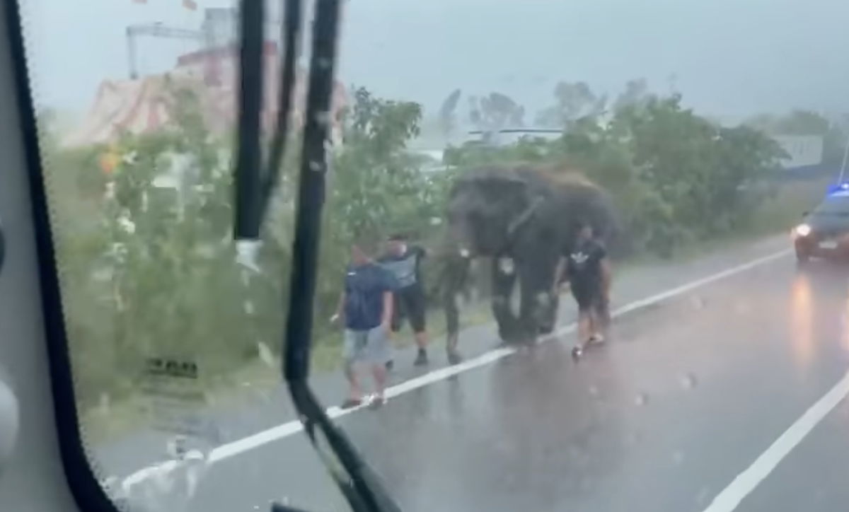Il povero elefante terrorizzato dal temporale che scappa nel traffico della Romea | VIDEO article-post