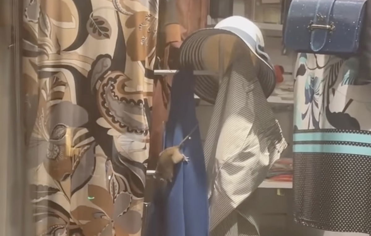 Il topo che gira liberamente tra gli abiti in vetrina nel centro di Roma | VIDEO article-post