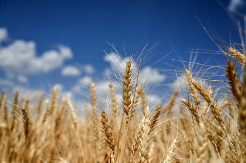 Le buone pratiche per fronteggiare l’attuale situazione geopolitica nel mercato globale del grano preview