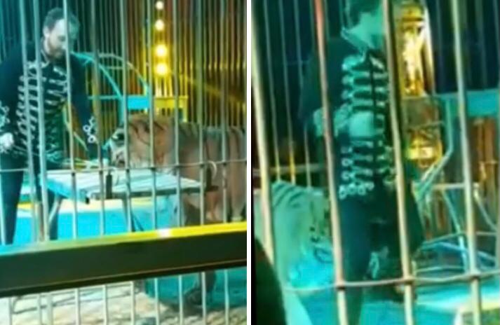Il domatore Ivan Orfei aggredito da una tigre durante un numero al circo | VIDEO article-post