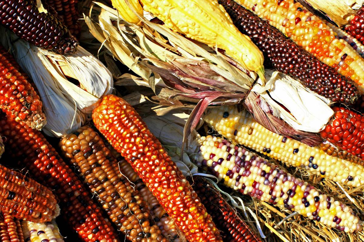 Italiani: campioni nella biodiversità article-post