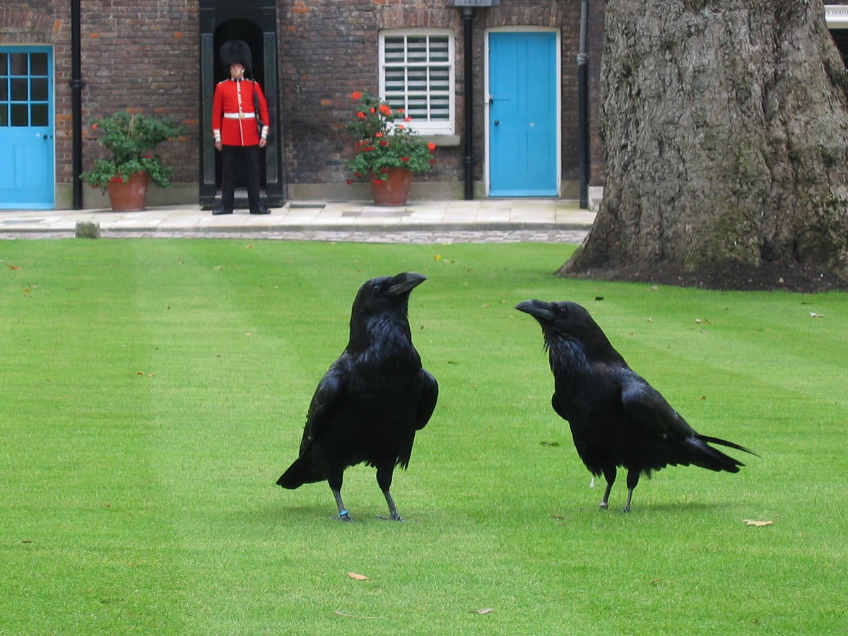 Morte di Munin! Superstizione a Buckingham Palace? article-post