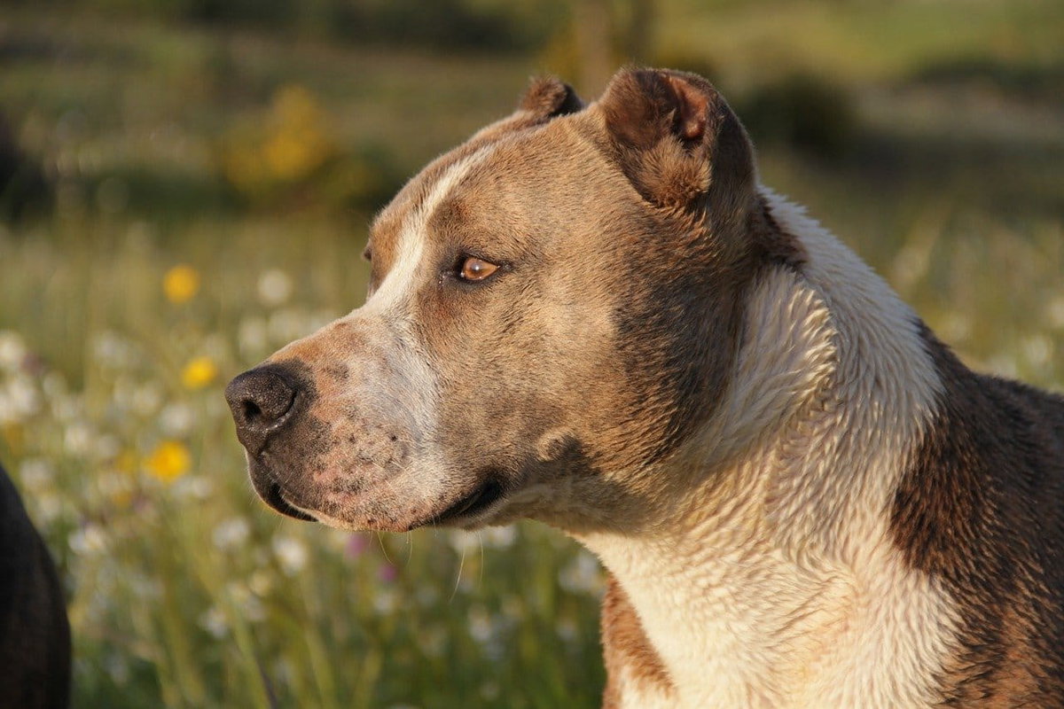 Tragedia a Madrid: due donne uccise dai loro cani article-post