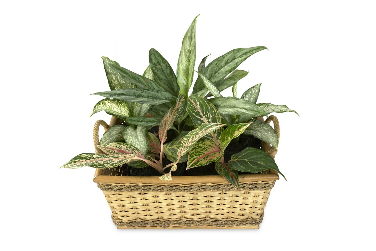 La Dieffenbachia: piante da appartamento article-post