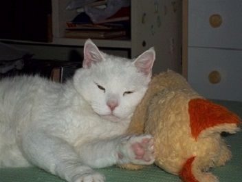 Oggi è la giornata nazionali dei gatti article-post