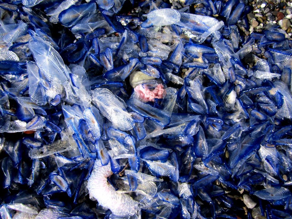 Strano fenomeno spiagge blu sulle coste calabresi: incontro con strani esseri marini article-post