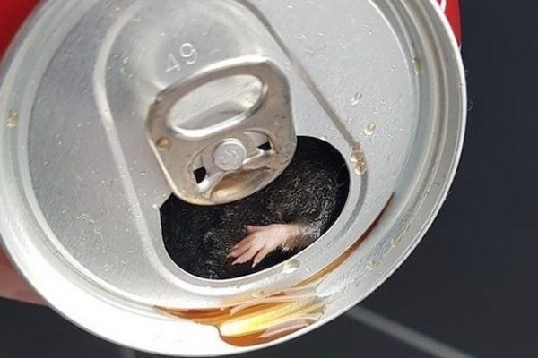 Topo morto trovato in una lattina di Coca-Cola article-post