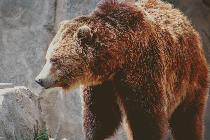Selfie mortale: uomo ucciso da un orso article-post
