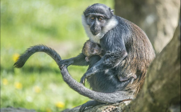 Bussolengo: nascita di un piccolo cercopiteco barbuto. article-post
