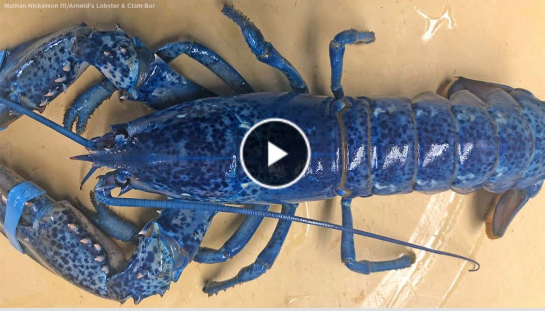 Trovata un’aragosta blu molto rara, se ne trova 1 su 2 milioni article-post