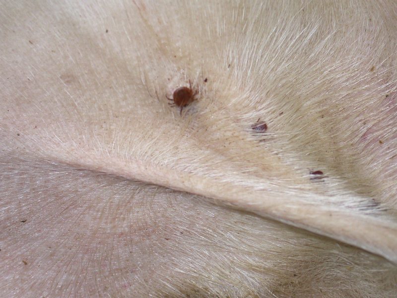 Le zecche: caratteristiche, pericolosità, prevenzione article-post