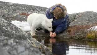 Nanuk l’orsetto e Nanuk l’eschimese article-post