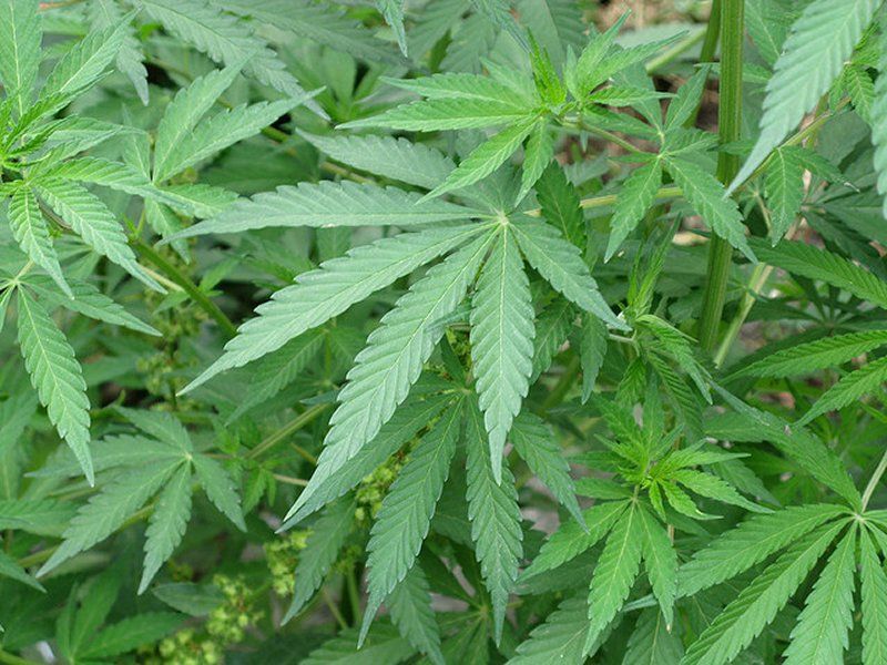Marijuana ad uso terapeutico: sarà prodotta dallo Stato a Firenze article-post