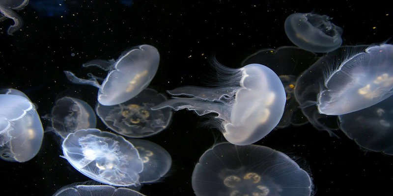 Cosa fare in caso di punture di medusa? Cause e rimedi article-post