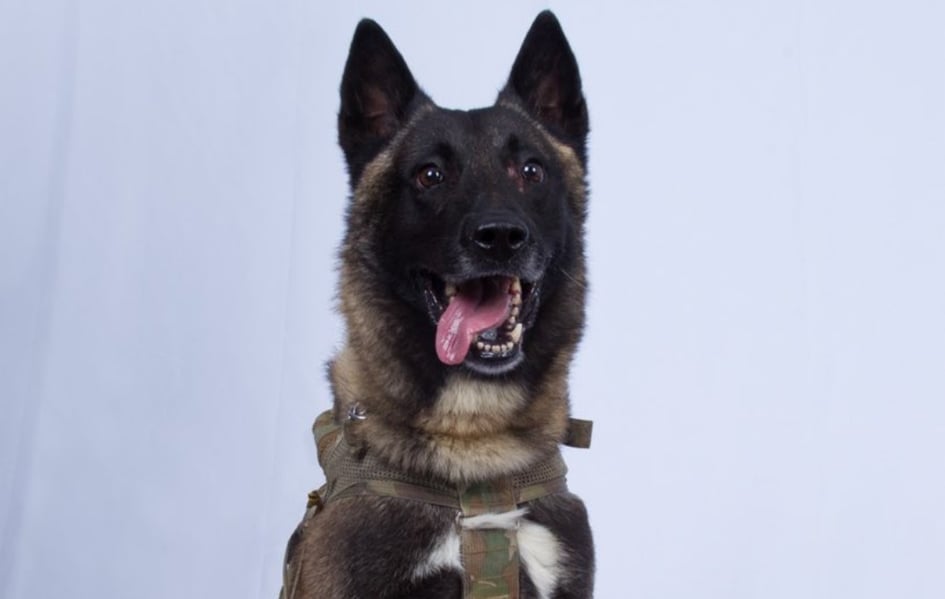 K-9 il cane eroe che ha stanato Al Baghdadi article-post