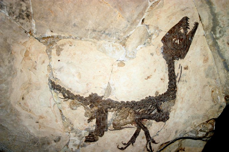 Morto Giovanni Todesco: il “padre” del dinosauro Ciro article-post