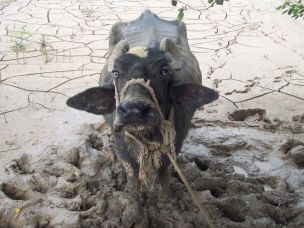 Massacro di animali alla cerimonia religiosa di Gadhimai article-post