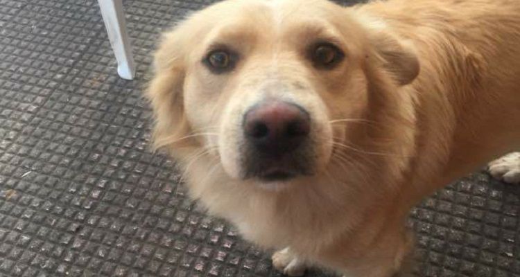“Basta omertà”: Billy ucciso durante una festa di paese. article-post