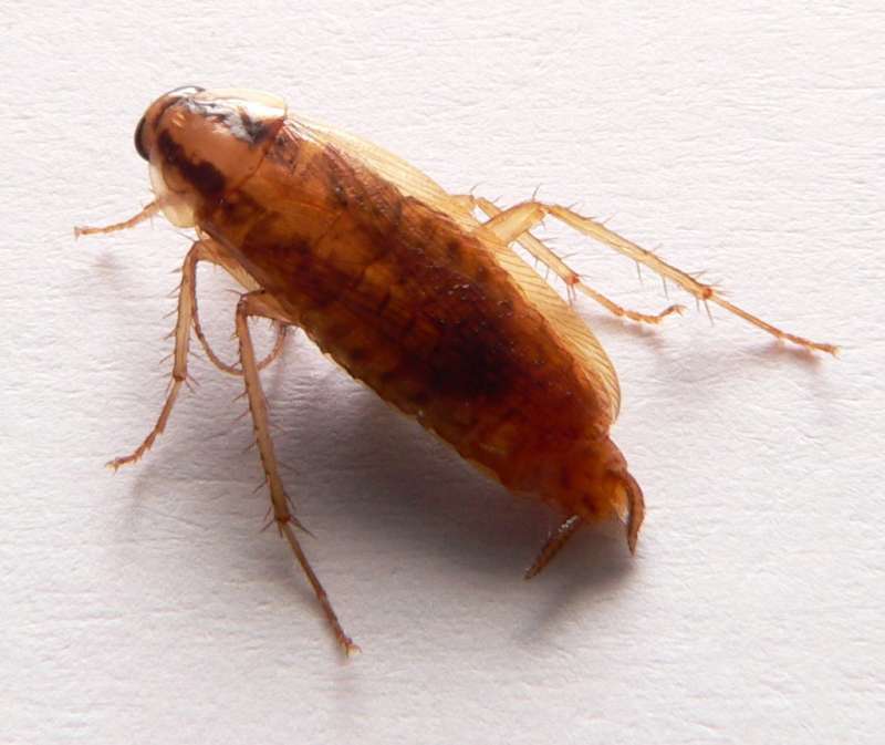 Scarafaggi: sempre più immuni ai pesticidi article-post